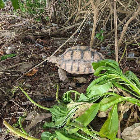 Scandinavian Beach Resort Ko Lanta エクステリア 写真